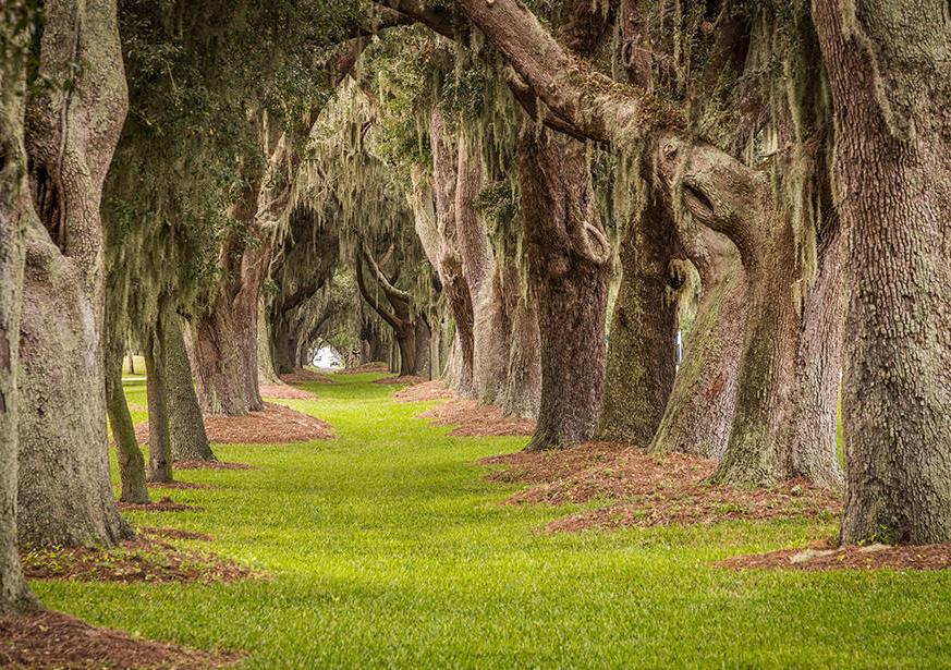 Golden Isle of Georgia - Avenue of the Oaks