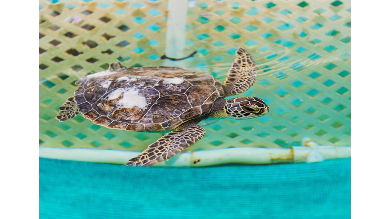 Georgia Sea Turtle Center