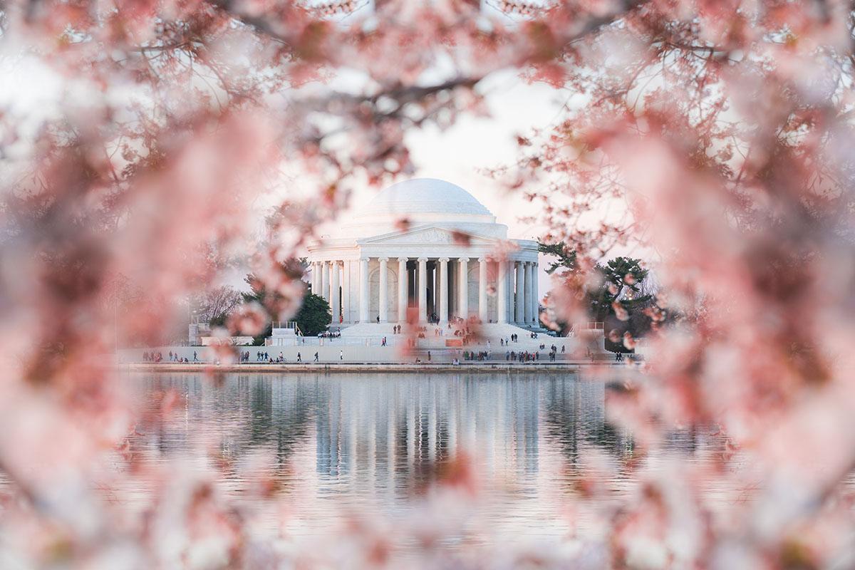 Cherry Blossoms in Washington DC